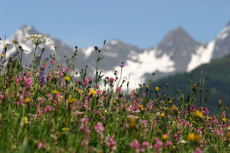 Frühlingslandschaft in Serfaus Fiss Ladis in Tirol
